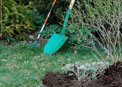 Digging Roots