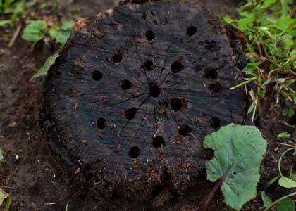 Drilled Tree Stump
