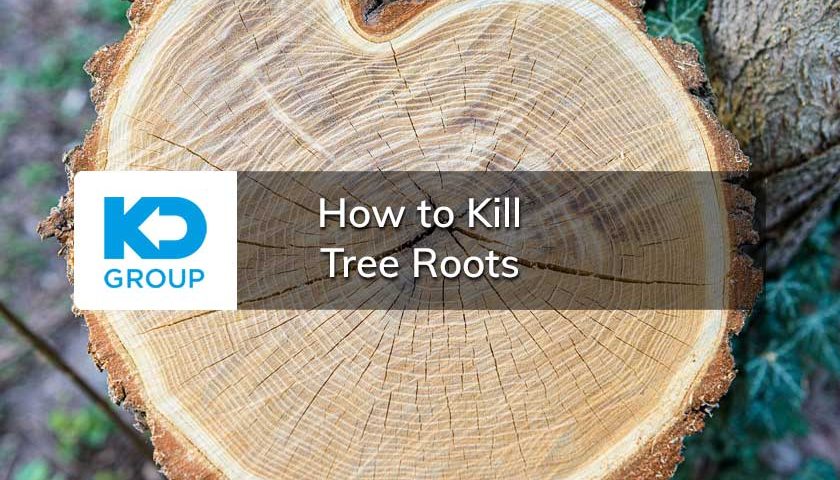 How to Kill Tree Roots