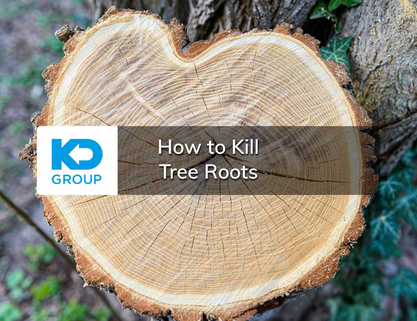 How to Kill Tree Roots