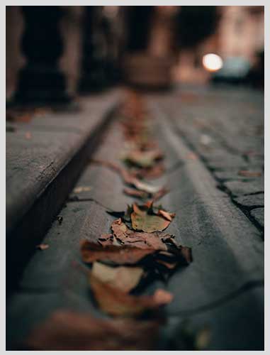 Leaves in Gully