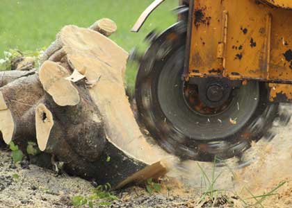 Stump Grinder