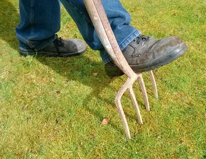 Aerating Lawn with Fork